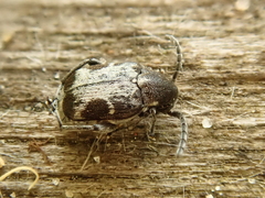 Bruchidius marginalis