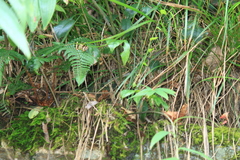 Polygonatum cyrtonema