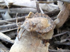Spartocerini
