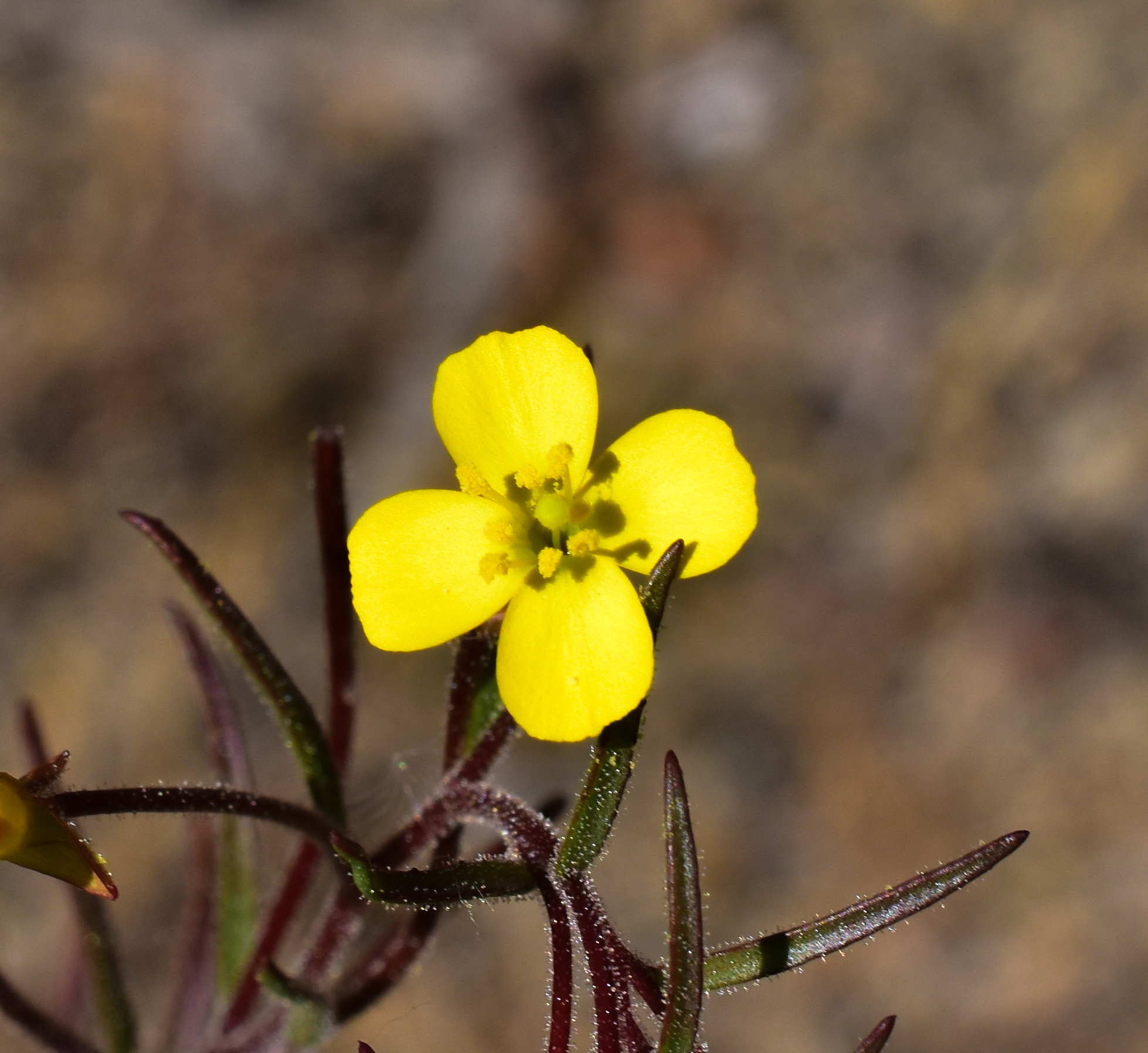 Camissonia dentata