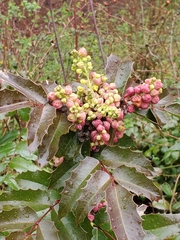 Berberidinae