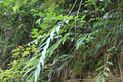 Polygonatum cyrtonema