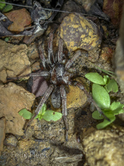 Nemesiidae
