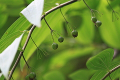 Polygonatum cyrtonema