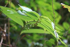 Polygonatum cyrtonema