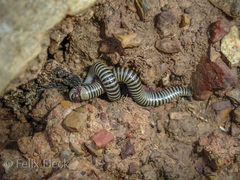 Ommatoiulus lusitanus