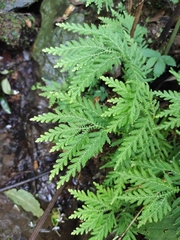 Selaginella delicatula