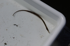 Syngnathus rostellatus