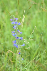 Echium vulgare