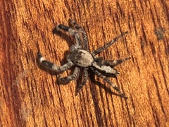 Holcolaetis vellerea