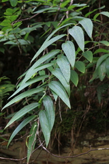 Polygonatum cyrtonema