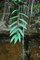 Polygonatum cyrtonema