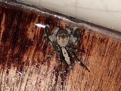 Holcolaetis vellerea