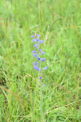 Echium vulgare