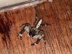 Holcolaetis vellerea