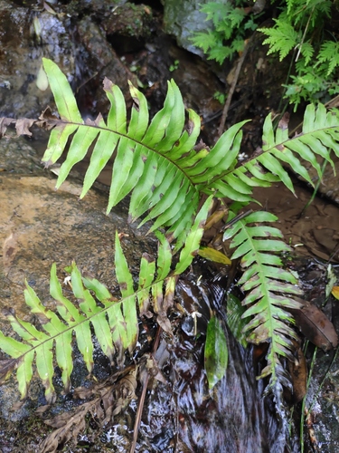 Pteris excelsa iNat (2)