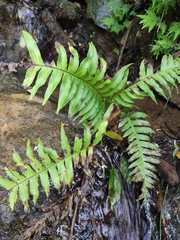 Pteris terminalis