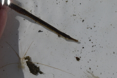 Syngnathus rostellatus