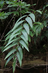 Polygonatum cyrtonema