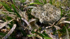 Pseudorhombus jenynsii