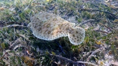 Pseudorhombus jenynsii