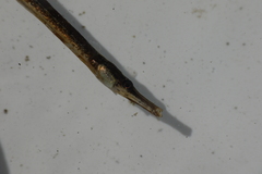 Syngnathus rostellatus