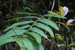 Polygonatum cyrtonema