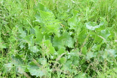 Rumex confertus
