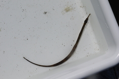 Syngnathus rostellatus