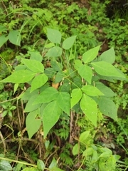 Hylodesmum podocarpum