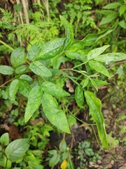 Ohwia caudata