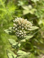 Pluchea foetida foetida