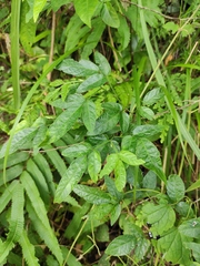 Ohwia caudata