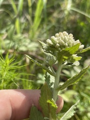 Pluchea foetida foetida