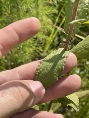 Pluchea foetida foetida