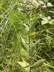 Pluchea foetida foetida