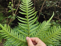 Pteris terminalis