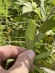 Pluchea foetida foetida