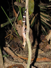 Carphodactylus laevis