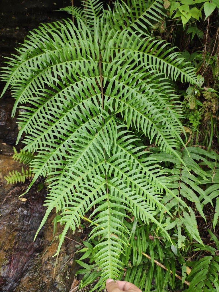Pteris terminalis