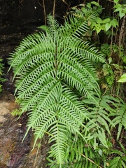 Pteris terminalis