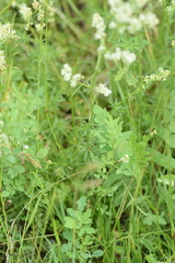 Galium mollugo