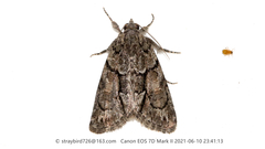 Bryophila granitalis