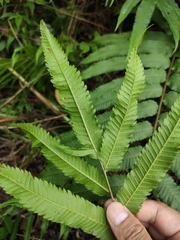 Menisciopsis penangiana