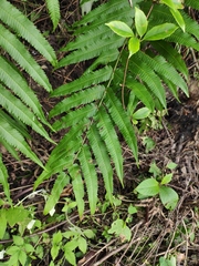 Menisciopsis penangiana