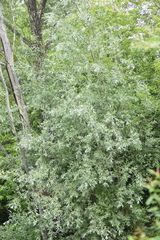 Salix alba