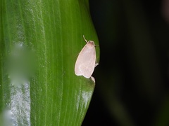 Danielithosia