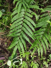 Menisciopsis penangiana