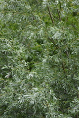 Salix alba