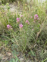 Castilleja rubra